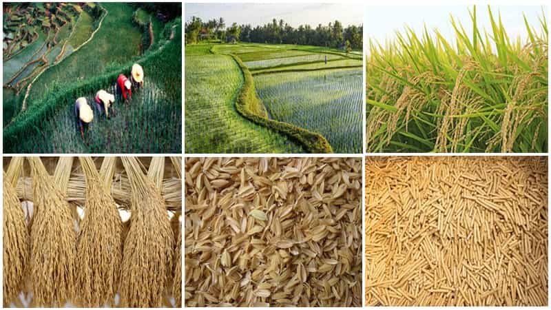 How to Make Rice Husk into Fuel Pellets