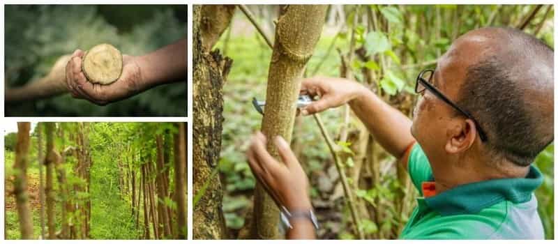 A Good Biomass Resources for Wood Pellet Project--- Gliricidia