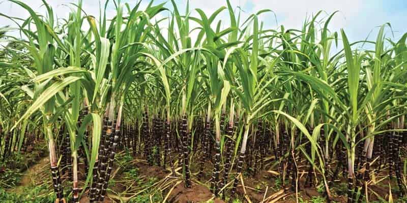 To Invest Bagasse Pellet Project(图2)