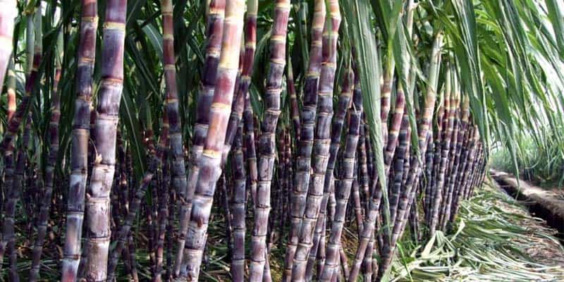 To Invest Bagasse Pellet Project(图3)